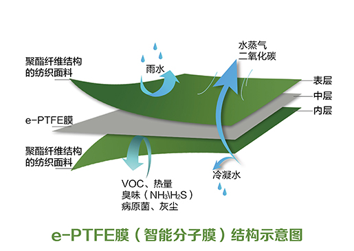 分子膜结构_画板 1 副本.jpg